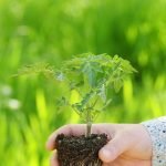 Guide to Planting Seedlings in Spring: Expert Tips for Success