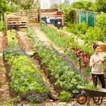 Guide to Planting Vegetables Evenly: Expert Tips for Perfect Rows
