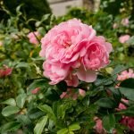 Guide to Pruning Roses for Summer Blooms: Expert Tips Revealed