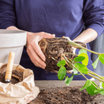 Guide to Transplanting Seedlings in Pots: Expert Tips for Success