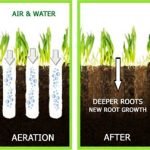 How to Aerate Compacted Soil for Root Growth: Expert Tips Revealed