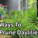 How to Cut Back Perennials After Bloom: Expert Tips for Healthy Growth