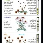 How to Cut Back Perennials After Flowering: Expert Tips