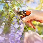 How to Cut Back Perennials Correctly: Expert Tips for Thriving Gardens