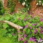 How to Cut Back Perennials in Fall: Essential Tips for Healthy Growth