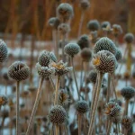 How to Cut Back Perennials in Winter: Essential Tips for Healthy Growth