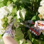 How to Cut Back Shrubs for Better Flowering: Expert Tips Revealed