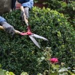 How to Cut Back Shrubs for Healthy Growth: Expert Tips Revealed
