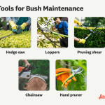 How to Cut Back Shrubs Safely: Expert Tips for Perfect Pruning
