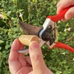 How to Maintain Garden Scissors: Expert Tips & Tricks