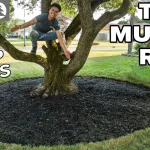 How to Mulch around Trees: Expert Tips for Healthier Growth