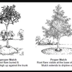 How to Mulch around Young Plants for Protection: Expert Tips