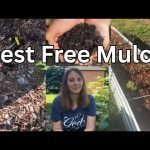 How to Mulch Vegetable Beds for Moisture Retention: Ultimate Guide