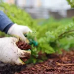 How to Mulch Vegetable Gardens Effectively: Ultimate Guide for Lush Growth