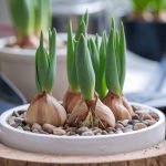 How to Plant Bulbs Evenly in Rows: Expert Tips for Perfect Gardens