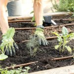 How to Plant Vegetables in Raised Beds: Easy Steps for Success