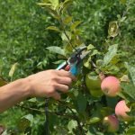 How to Prune Fruit Bushes Evenly: Expert Tips for Perfect Growth