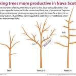 How to Prune Fruit Bushes for Growth: Expert Tips for Bountiful Harvests