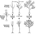 How to Prune Fruit Trees Correctly: Expert Tips for Healthier Harvests