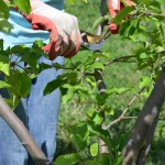 How to Prune Fruit Trees for Annual Yield: Expert Tips Revealed
