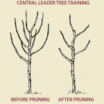 How to Prune Fruit Trees for Balanced Growth: Expert Tips Revealed