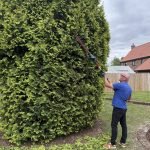 How to Prune Hedges in Straight Lines: Expert Tips for Perfect Edges