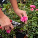 How to Prune Roses for Blooms: Expert Tips for Vibrant Flowers