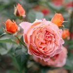 How to Prune Roses for Summer Blooms: Expert Tips for Vibrant Gardens