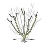 How to Prune Roses in Winter: Expert Tips for Healthy Blooms