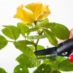 How to Prune Roses Without Damaging Stems: Expert Tips Revealed