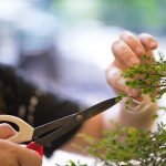 How to Prune Small Shrubs Safely: Expert Tips for Perfect Growth