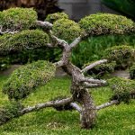 How to Prune Small Trees for Shape And Health: Expert Tips