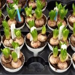 How to Transplant Bulbs Without Damage: Expert Tips for Success
