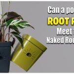 How to Transplant Flowers Without Root Damage: Expert Tips