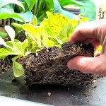 How to Transplant Seedlings Carefully: Expert Tips for Success