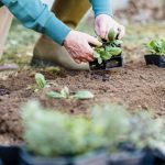 How to Transplant Seedlings Effectively: Expert Tips for Success