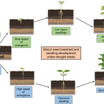 How to Transplant Seedlings With Minimal Stress: Expert Tips