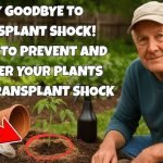 How to Transplant Shrubs Without Shocking Them: Expert Tips