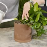 How to Use a Watering Can Correctly: Expert Tips for Lush Plants