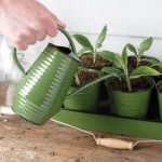 How to Use a Watering Can for Large Gardens: Ultimate Guide