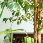 How to Water Container Plants Deeply: Expert Tips for Thriving Greens