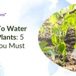How to Water Container Plants Evenly: Expert Tips for Lush Growth