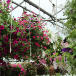 How to Water Hanging Baskets in Summer Heat: Expert Tips