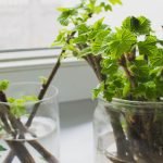 How to Water Hanging Baskets Without Overwatering: Expert Tips