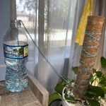 How to Water Plants Without Overwatering: Expert Tips for Thriving Greens