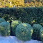 Tips for Pruning Hedges for Privacy: Expert Tricks for Perfect Growth