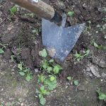 Tips for Using a Garden Hoe on Weeds: Expert Tricks Revealed