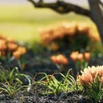 Guide to Planting Bulbs And Tubers: Expert Tips for Stunning Gardens