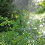 Guide to Using a Garden Sprayer for Pest Control: Expert Tips