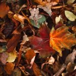 How to Mulch around Shrubs And Trees: Expert Tips for Success